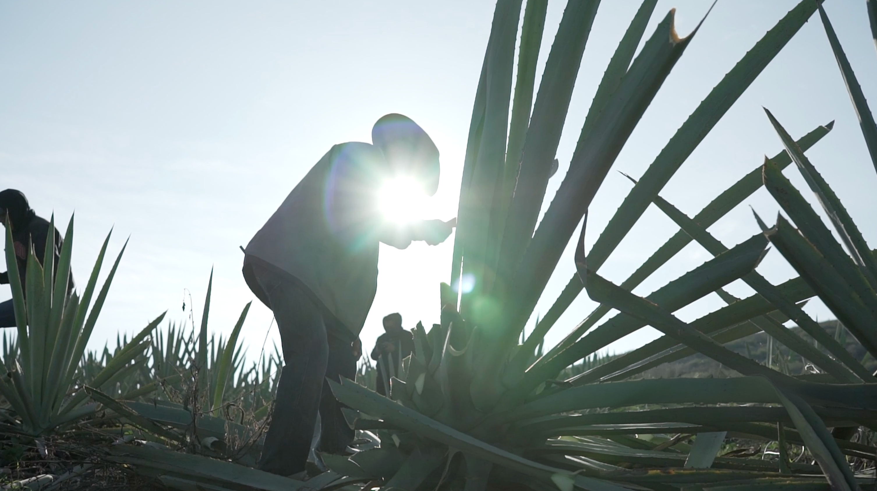 Unveiling the Health Benefits of Artisanal Mezcal